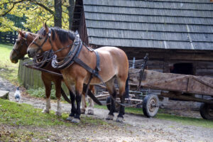action towing horses with cart